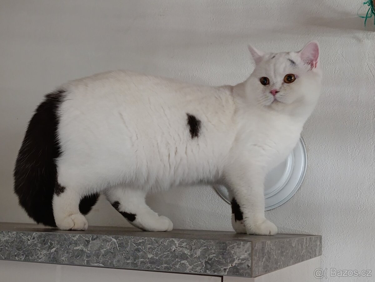 Britská koťátka s PP - 4