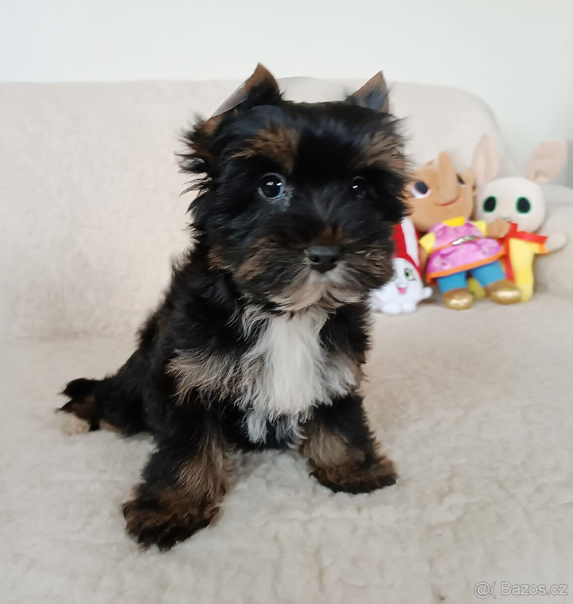 Jorkšírský teriér - 4