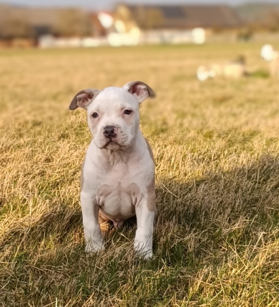 American Bully Standard - 4
