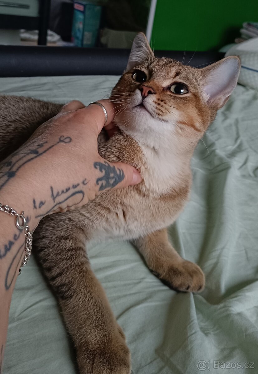 Britský kocourek bez PP - 4