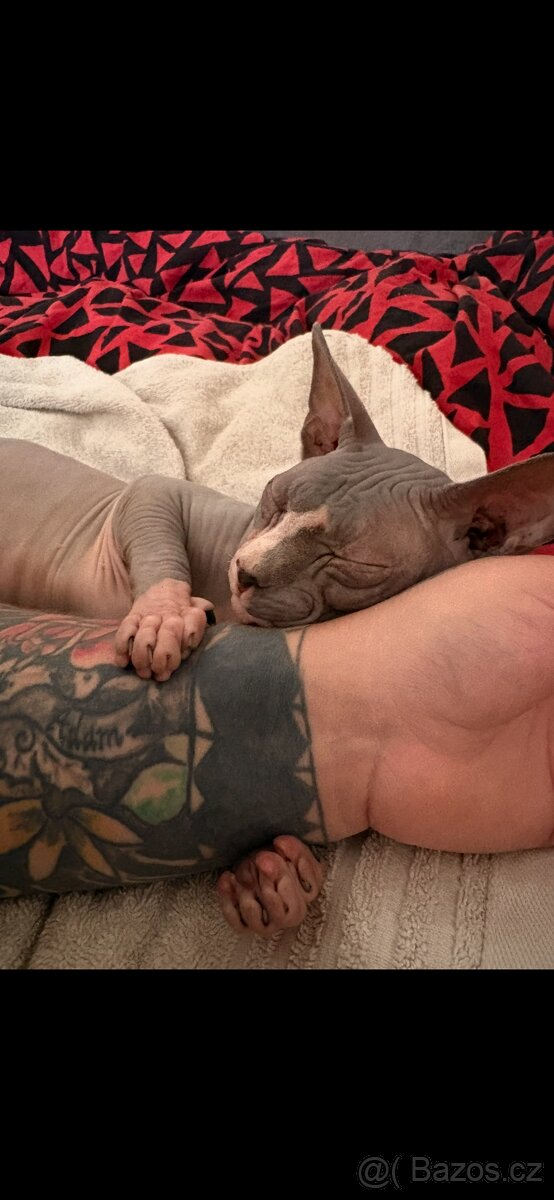 Kocourek sphynx - 4