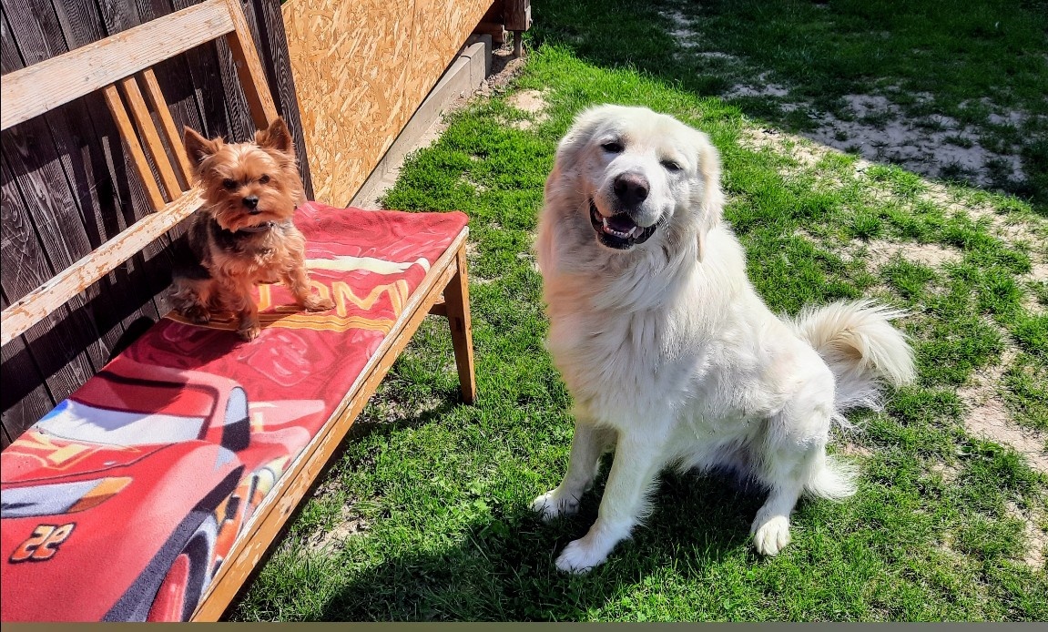 Slovenský Čuvač ke krytí bez PP - 4