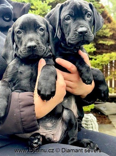 Tosa inu - TOP štěňátka vzácné černé barvy s PP - 4