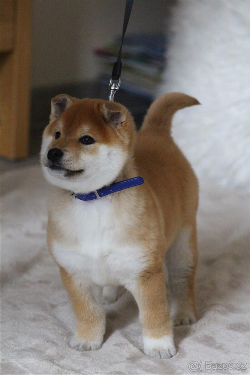 Shiba štěně pejsek - 4