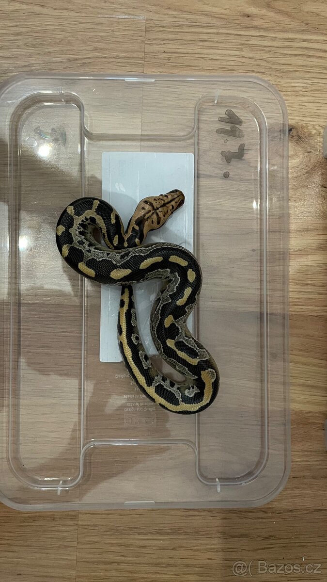 python breitensteini - 4