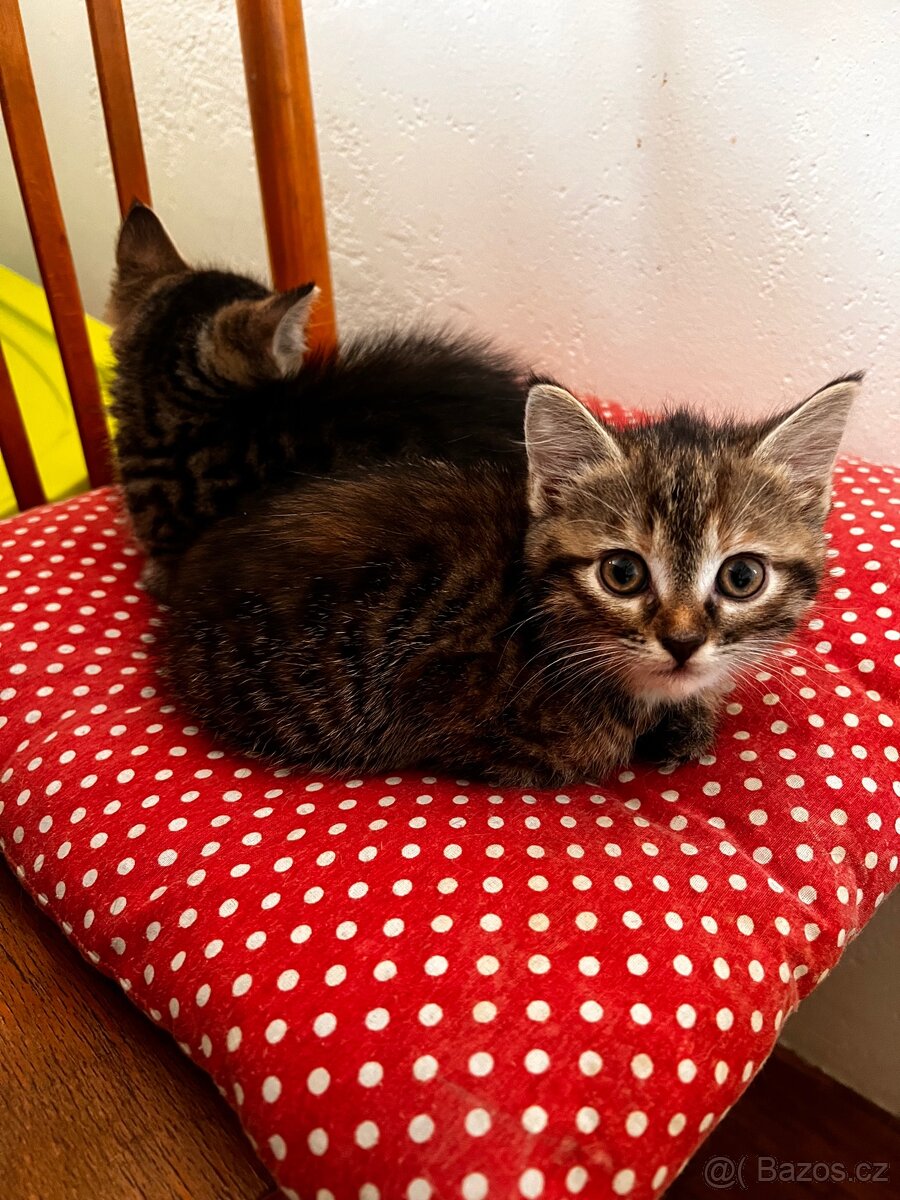 Koťátka - 4