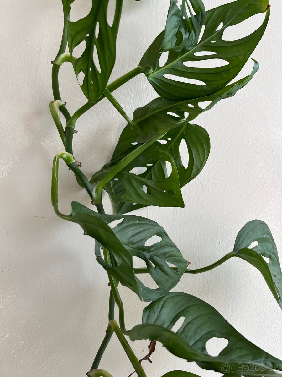 Monstera Monkey / Adansonii - SPĚCHÁ - 4
