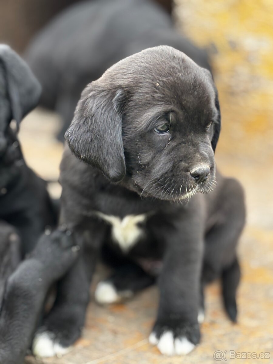 Predám Cane corso šteniatka - 4
