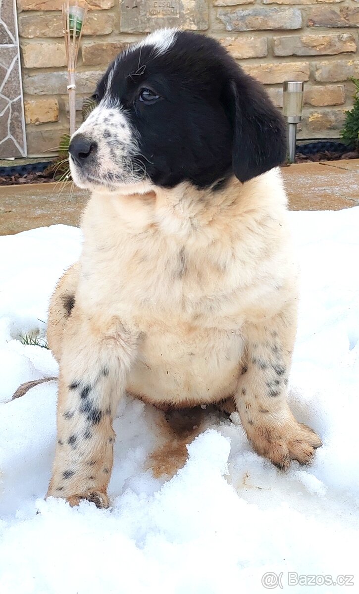 středoasijský pastevecký pes - 4