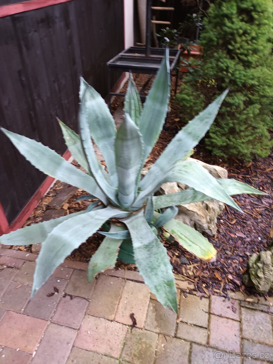 Agave - 4
