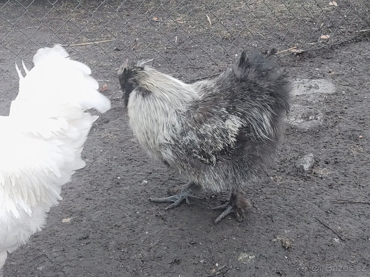 Kohouti hedvabnicky - 4