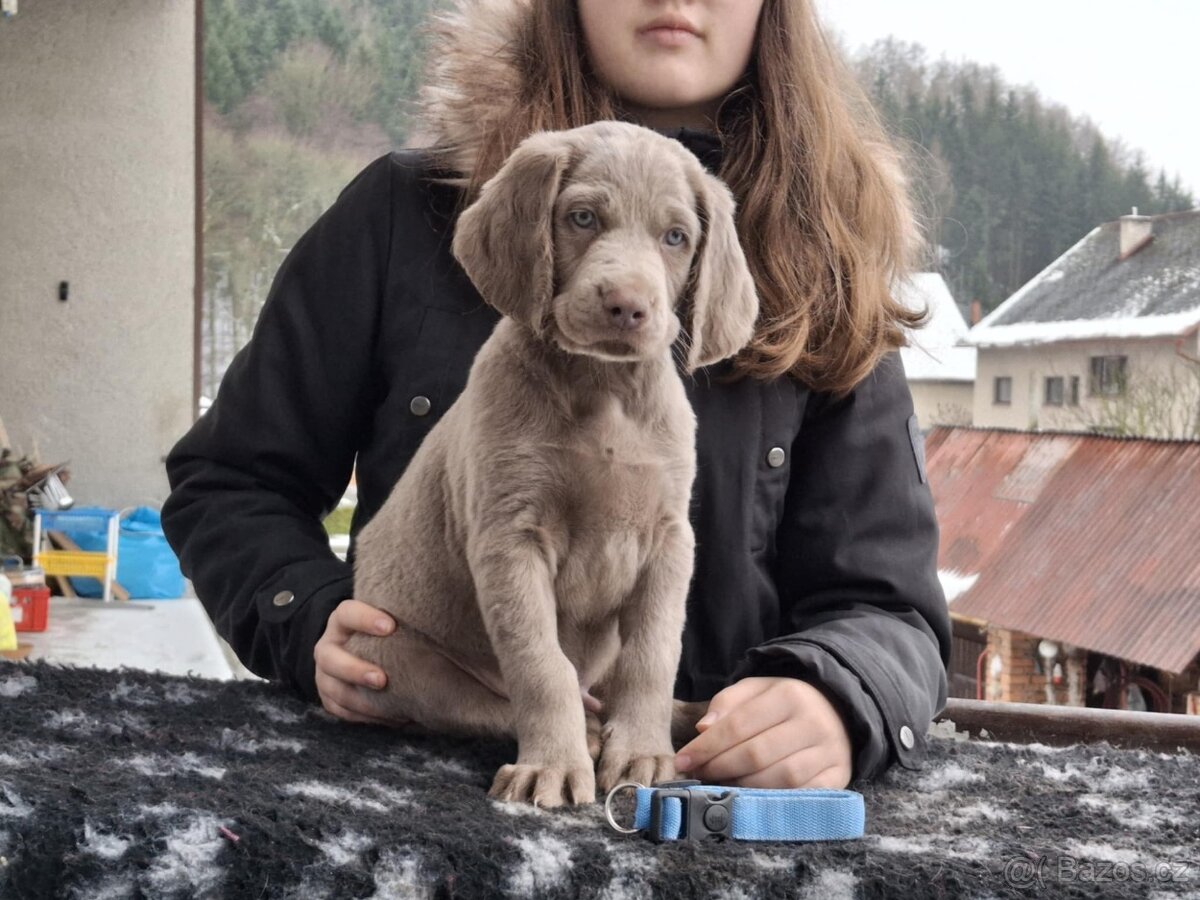 Výmarský ohař dlouhosrstý, štěňata s PP - 4