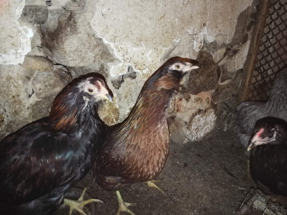 Slepice perličky, holubi - 4