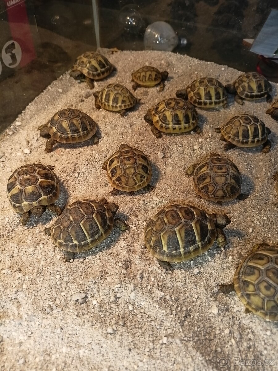 Želva zelenavá Testudo hermanni - 4