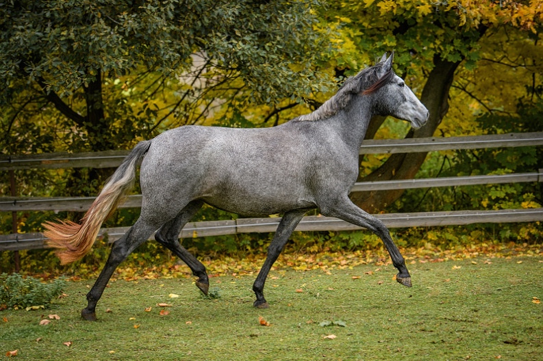 Lusitano charakterní klisna - 4