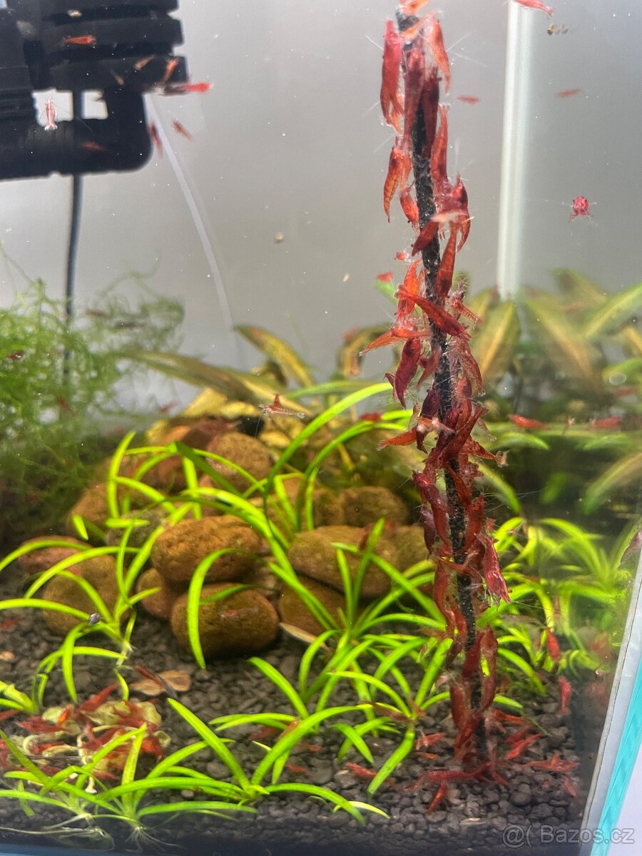 Krevetky červené Red Cherry - 4