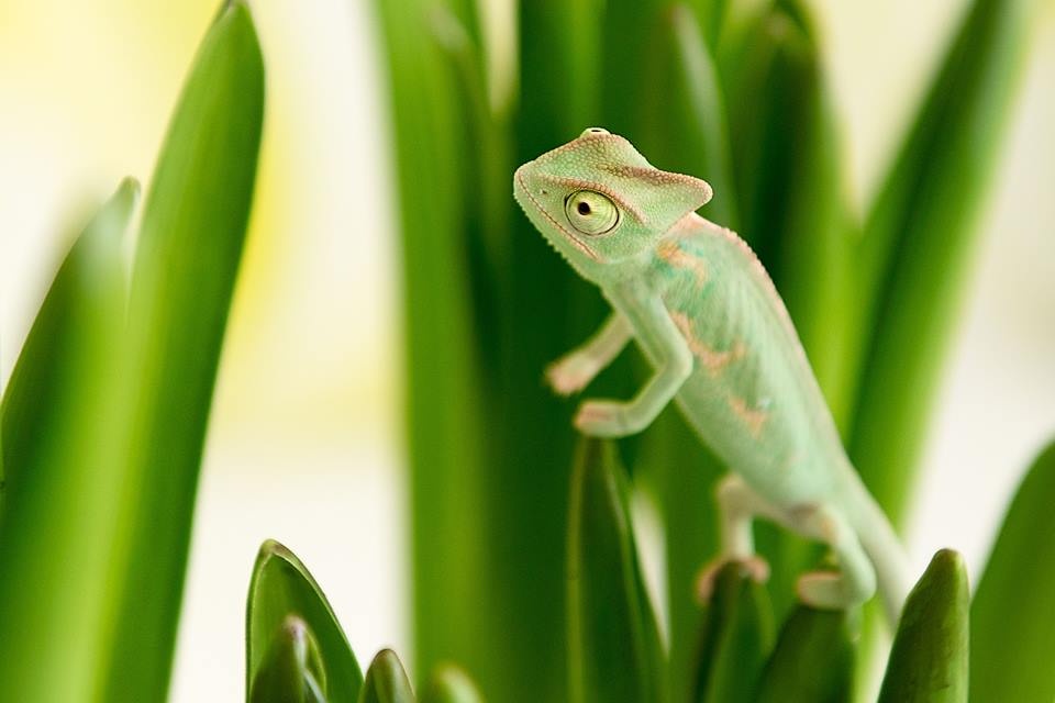 chameleon jemenský, terárium - 4