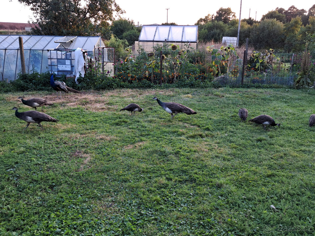 Letošní pávy modré, - 4