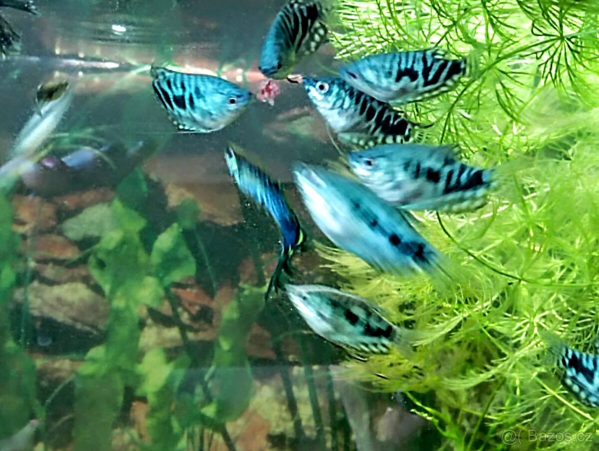 Čichavec Trichopodus Trichopterus var.COSBY - 4