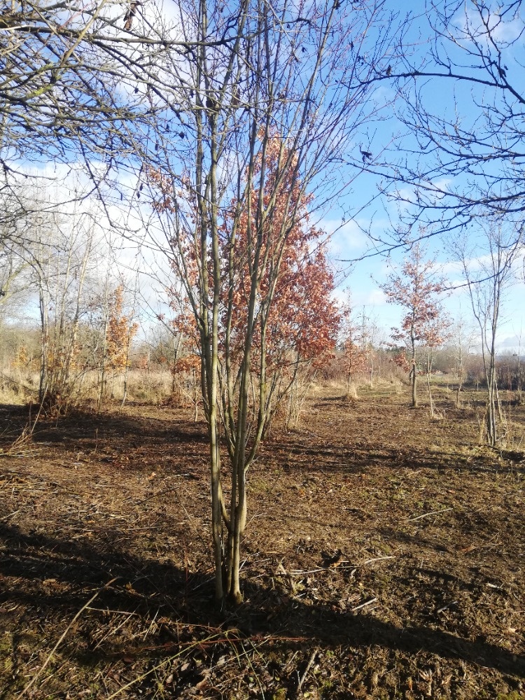 Zahradka u jezera Poděbrady (i s člunem) možnost splátek - 4