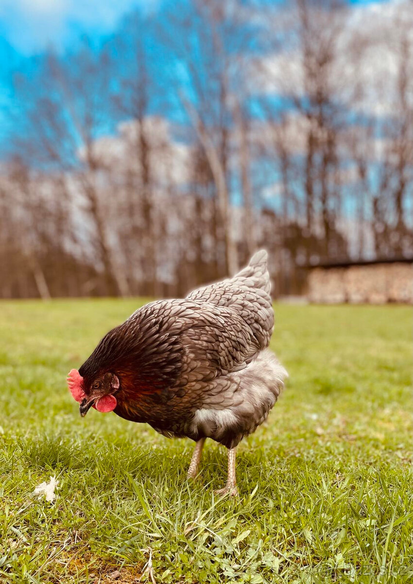 První jarní prodej kuřic 25.2.26 Borohrádek - 4
