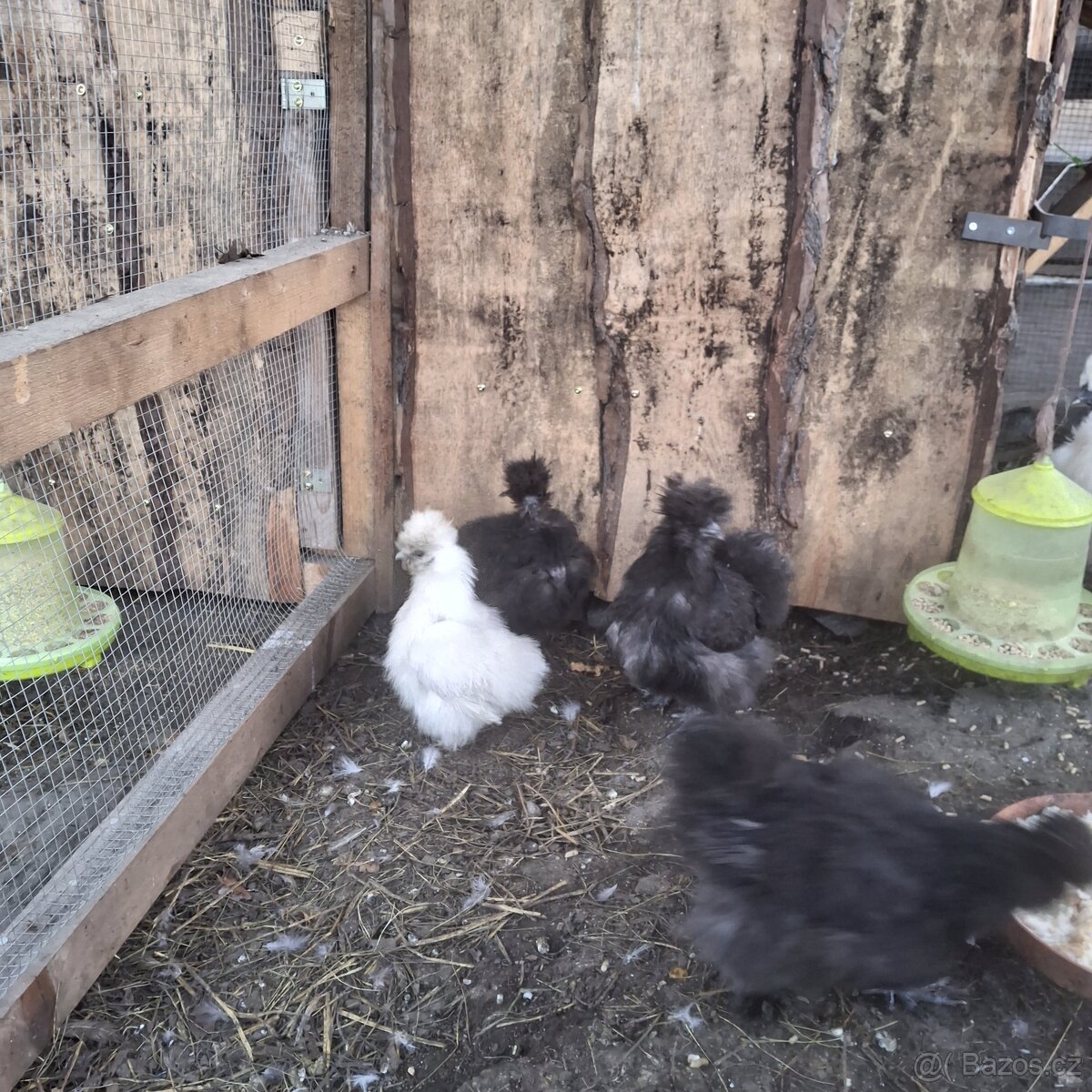 Prodam Kuřata Hedvabničky USA - 4