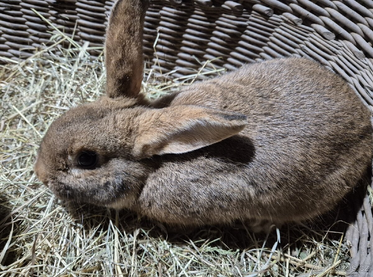 Kralik samec , kříženec českého červeného - 4