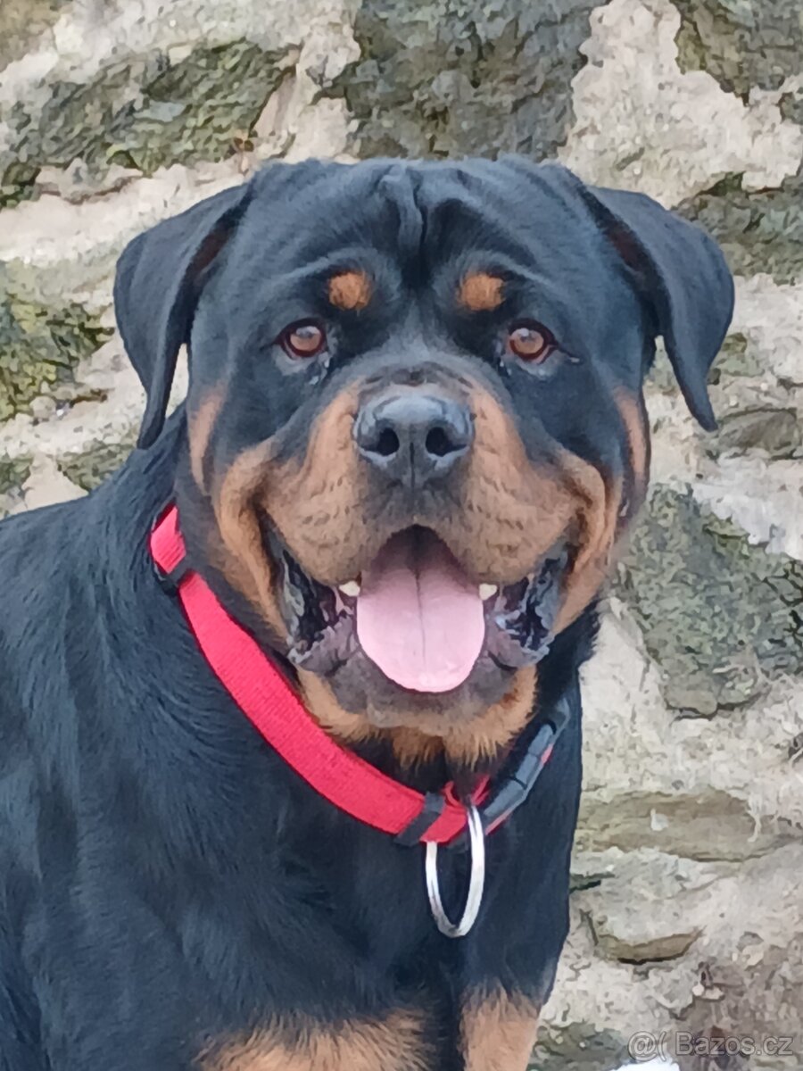 Rotvajler pes bez pp - 4