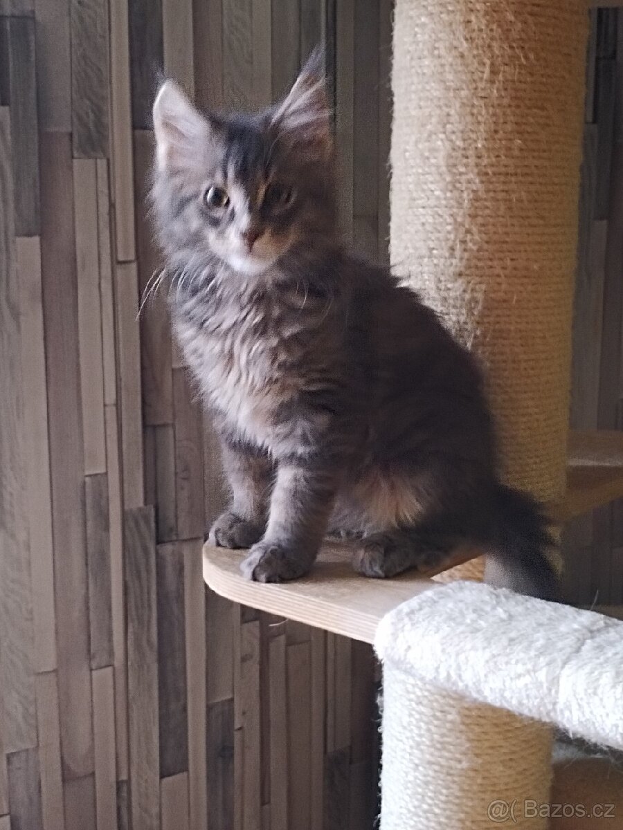Mainská mývalí koťata bez PP - 4
