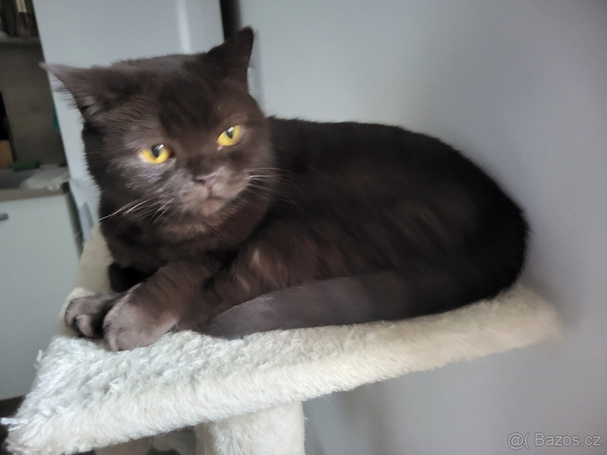 Britská čokoládová kočka - 4