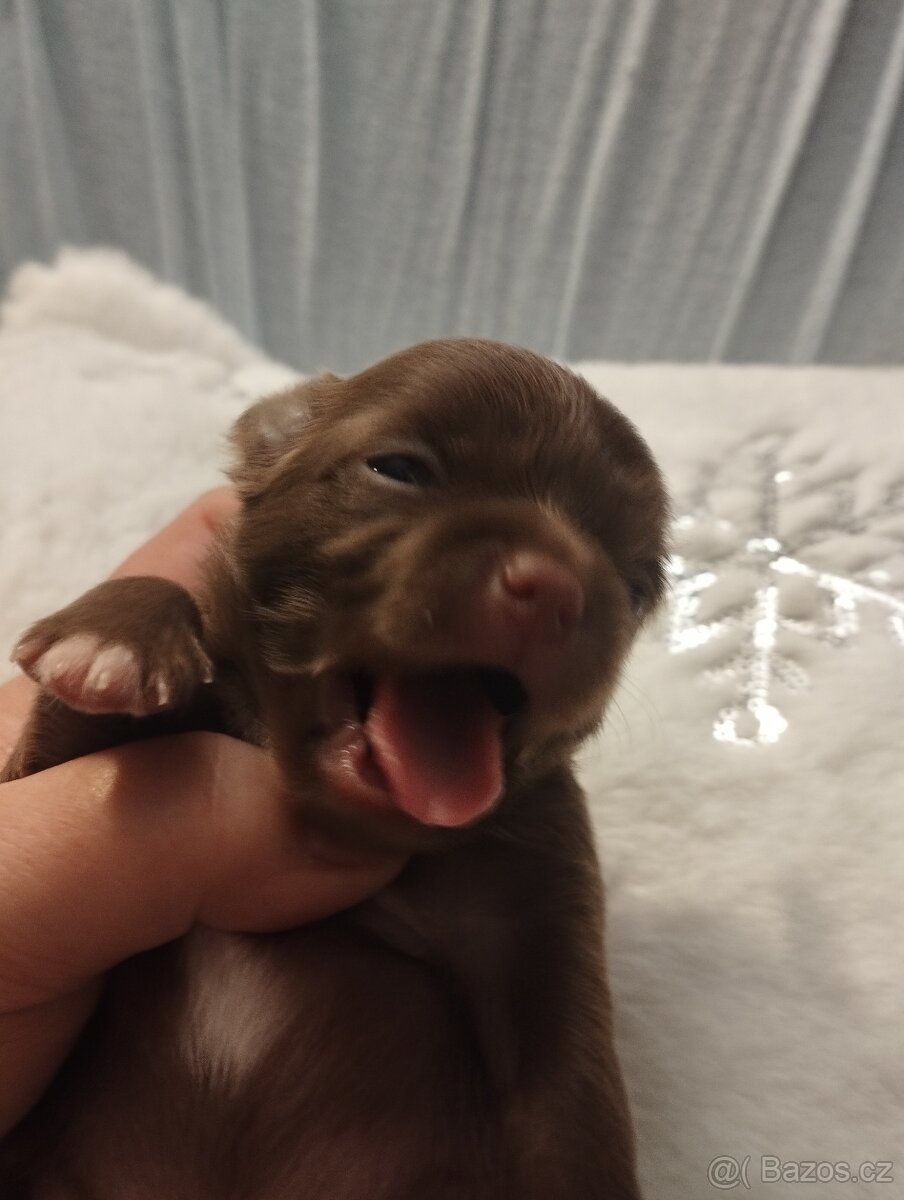 Čivava dlouhosrstá - 4