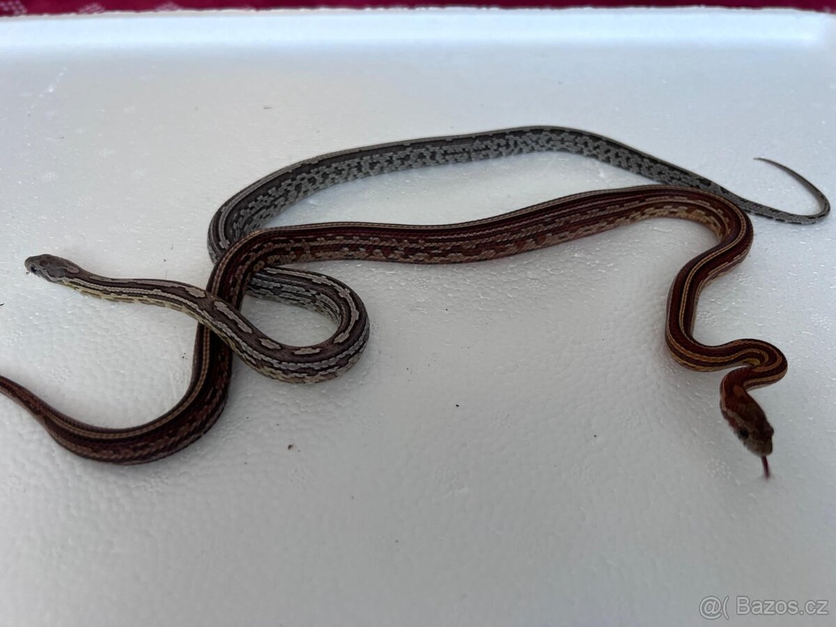 Úžovka červená - 4