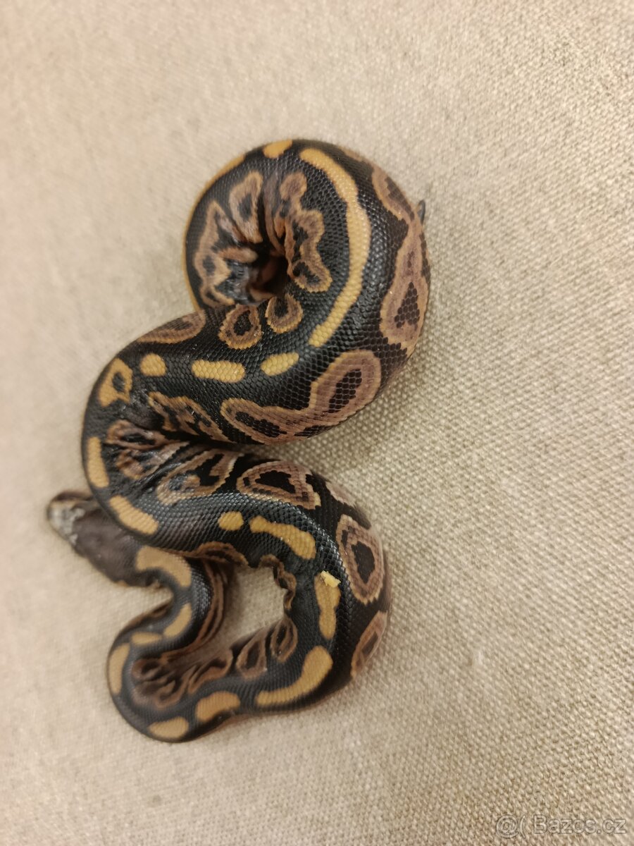 Krajta královská - 4