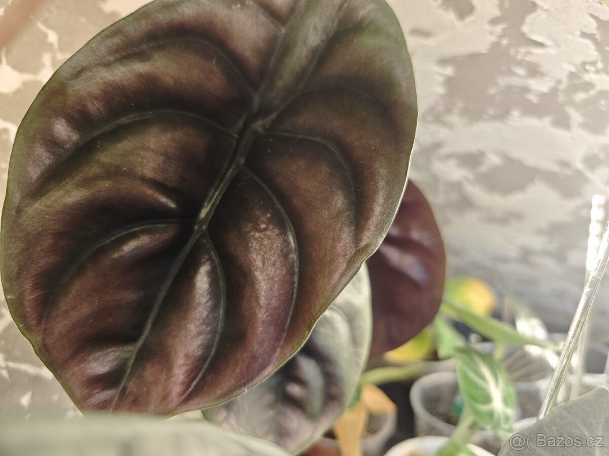 Alocasia - hlízky / rostlinky - 4