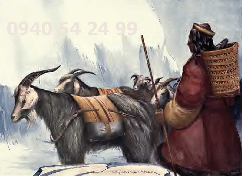 Bio Kefír - Tibetská huba - 4