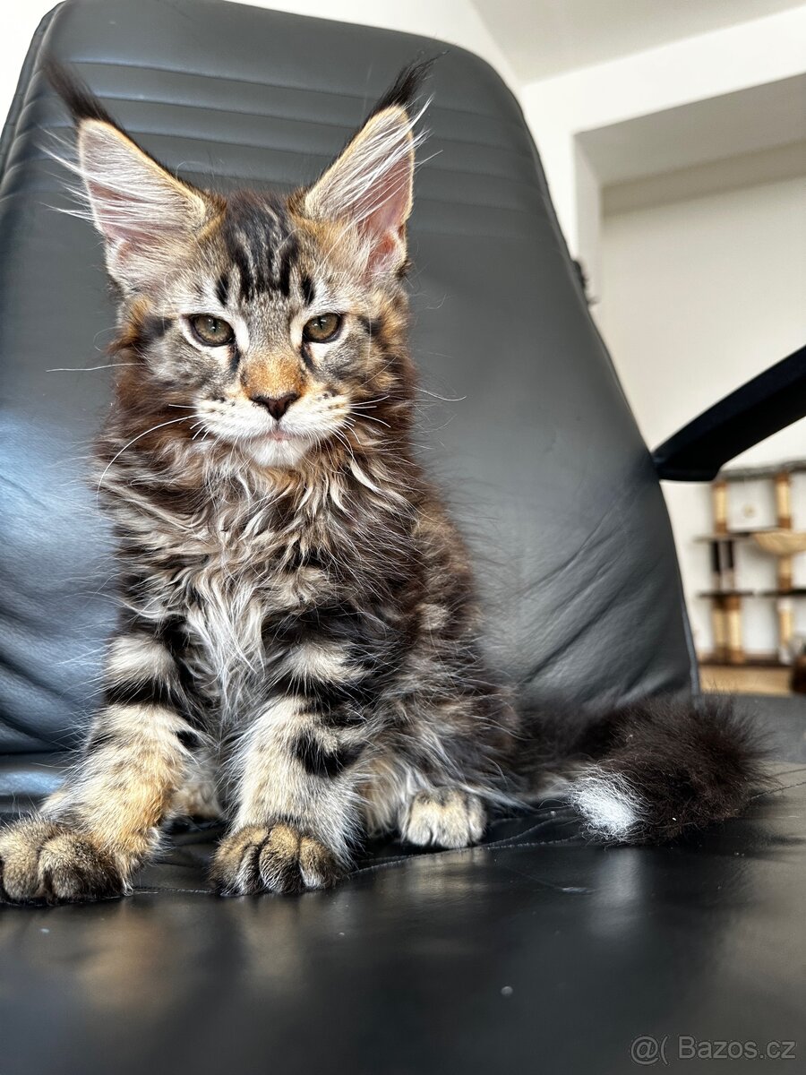 mainska mývalí s pp - 4