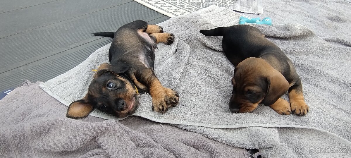 Jezevčík drsnosrstý - 4