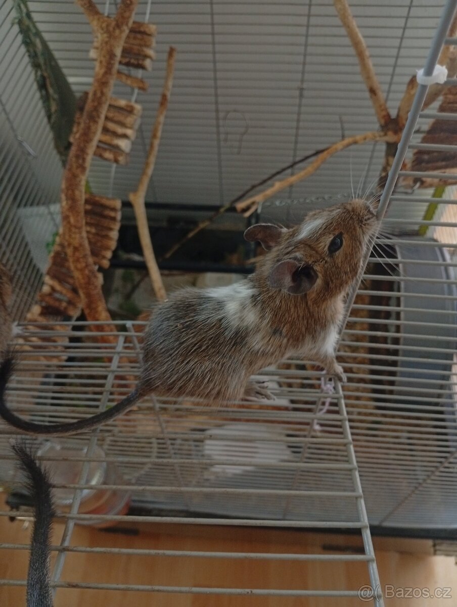 PRODÁM POSLEDNÍHO SAMEČKA OSMÁKA DEGU (STRAKATÉHO) - 4