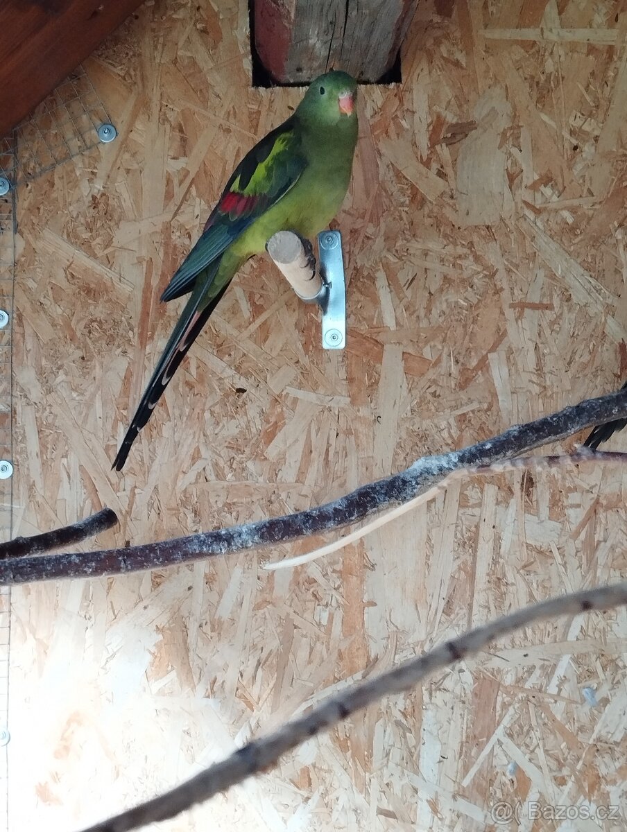 Papoušek horský - 4