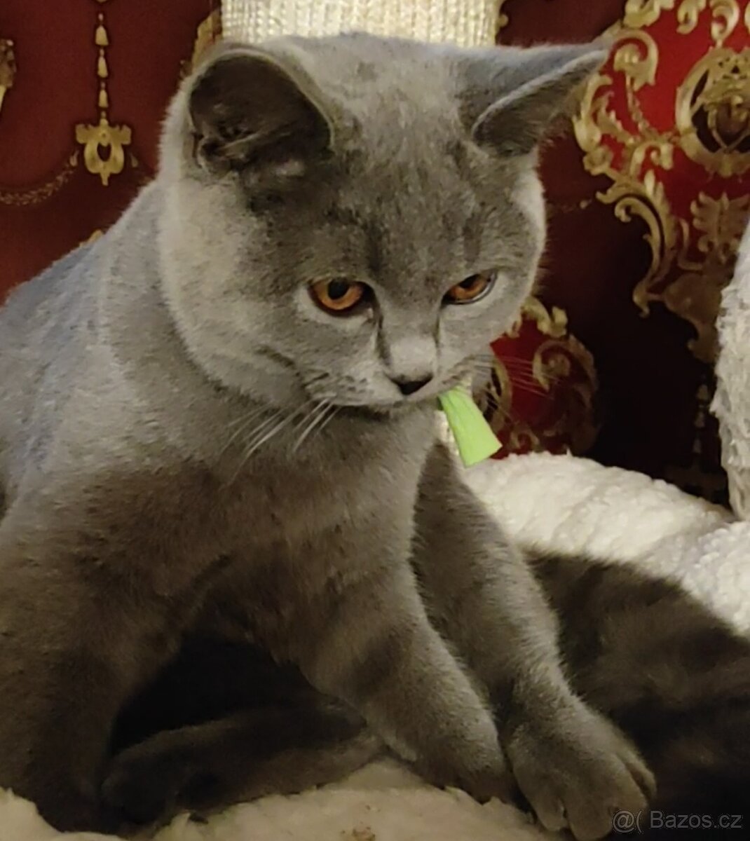 Britské kotě, britská koťátka - 4