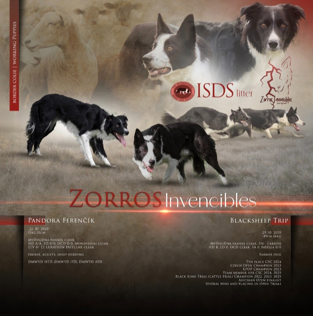 Border kolie s PP (ISDS) - 4