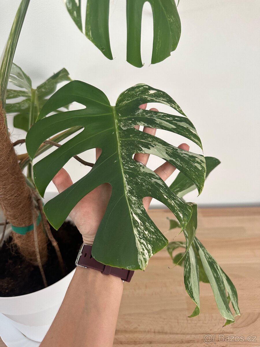 Monstera Albo variegata "Panašovaná'' - 4