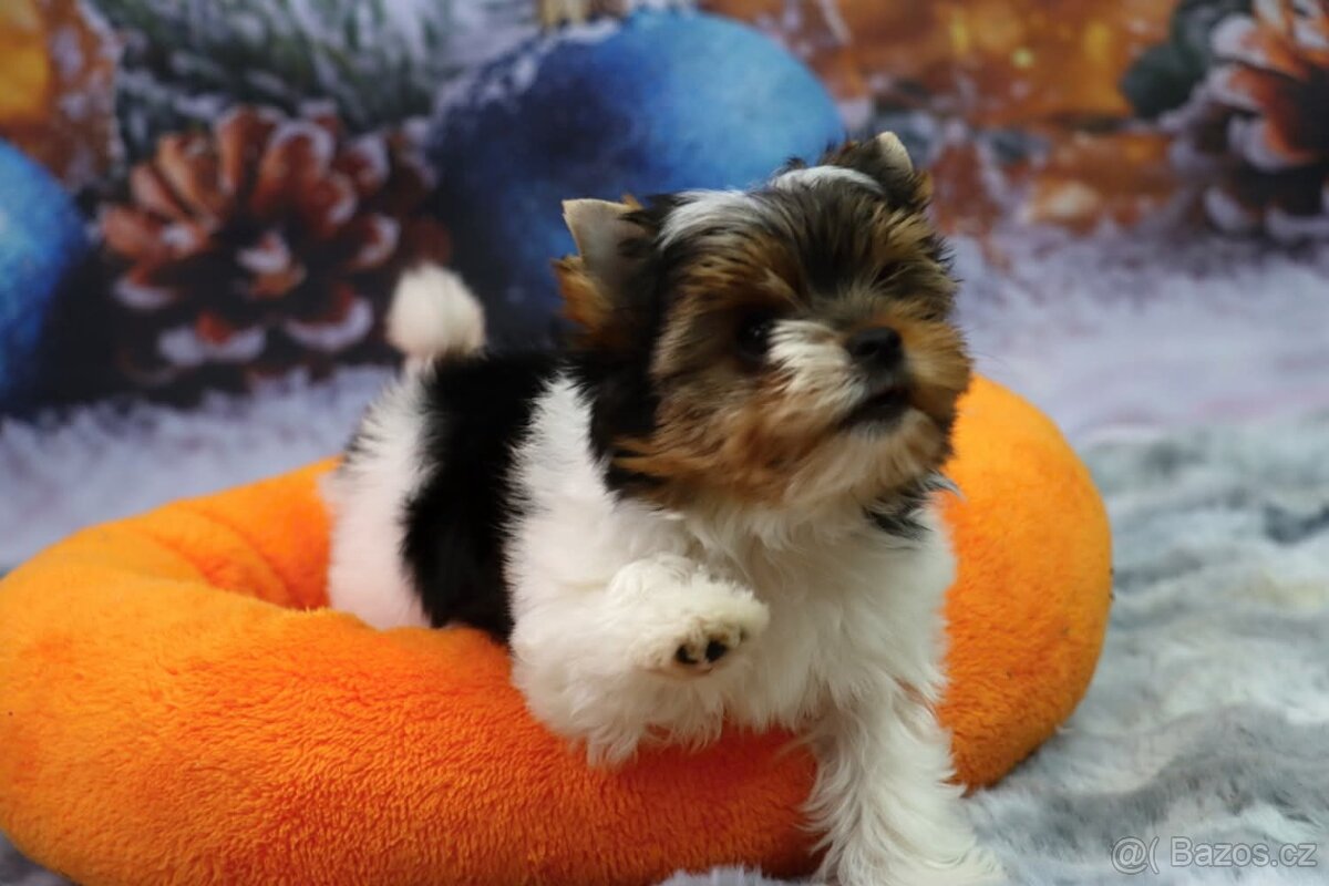 Biewer terriér jorkšírský - 4