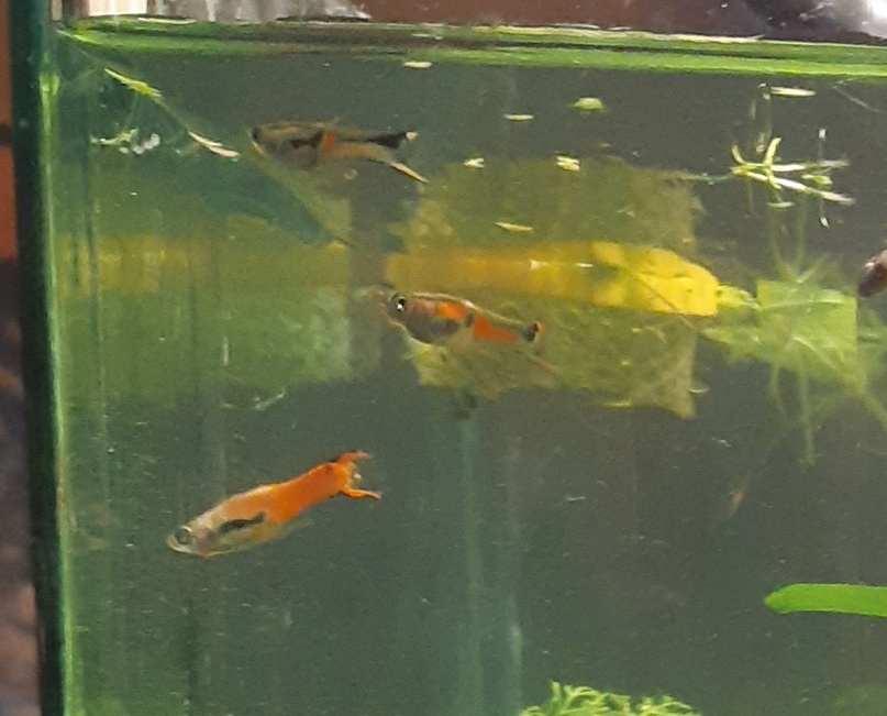 Živorodka Wingeova (Endlerka) a živorodka duhová (Paví očko) - 4