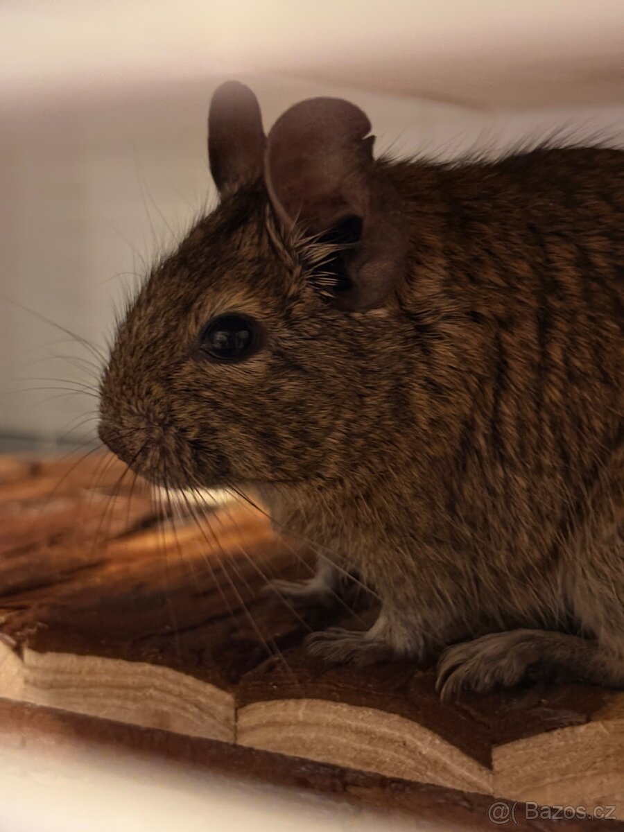 Osmák degu - 4