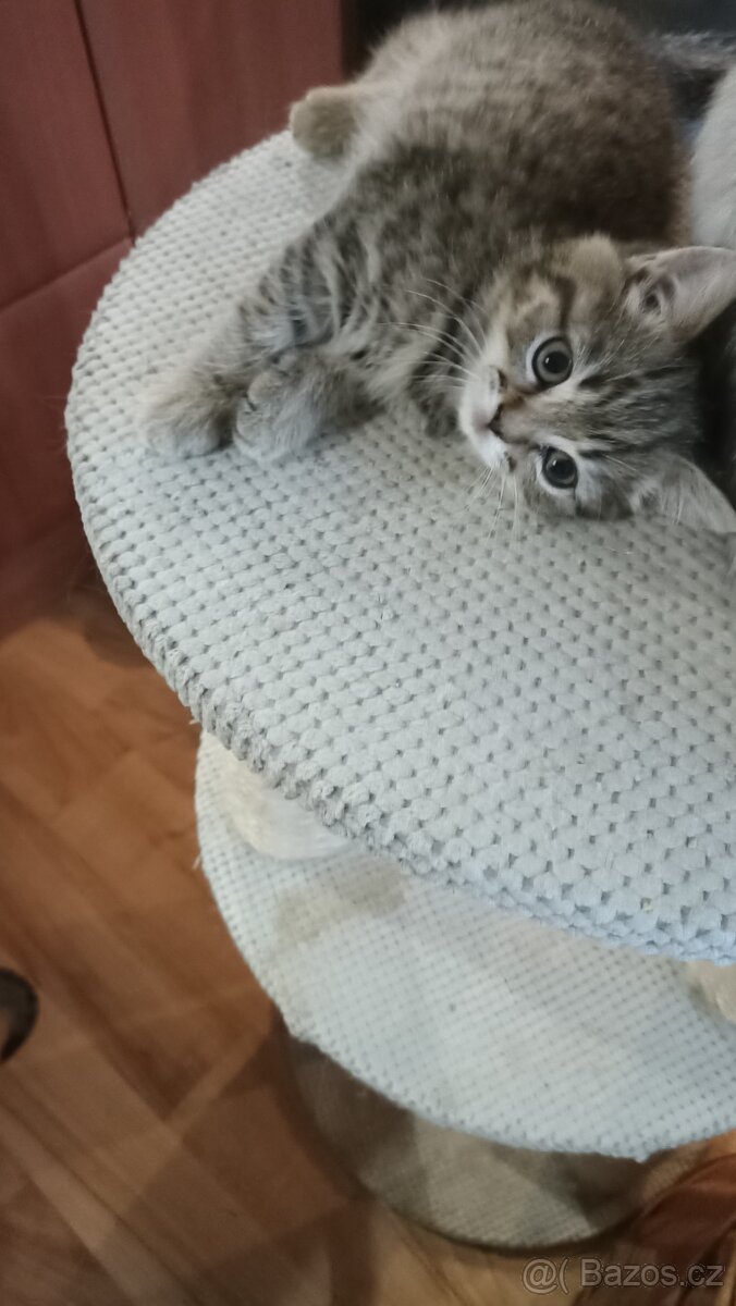 Britská kočička s PP - 4