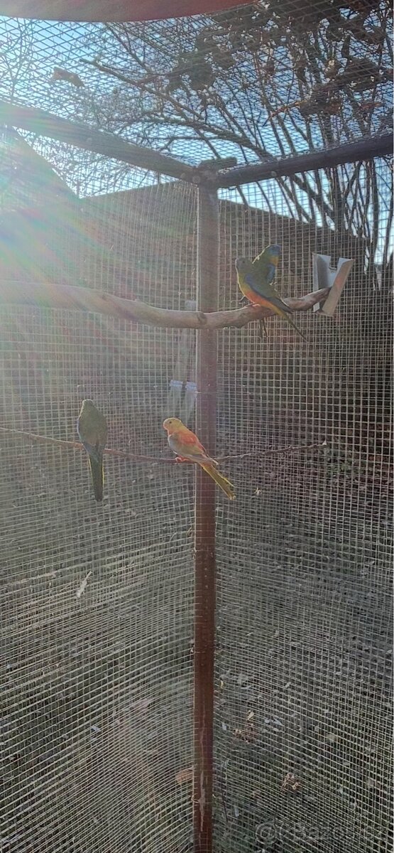 Neoféma tyrkysová 2:1 - 4