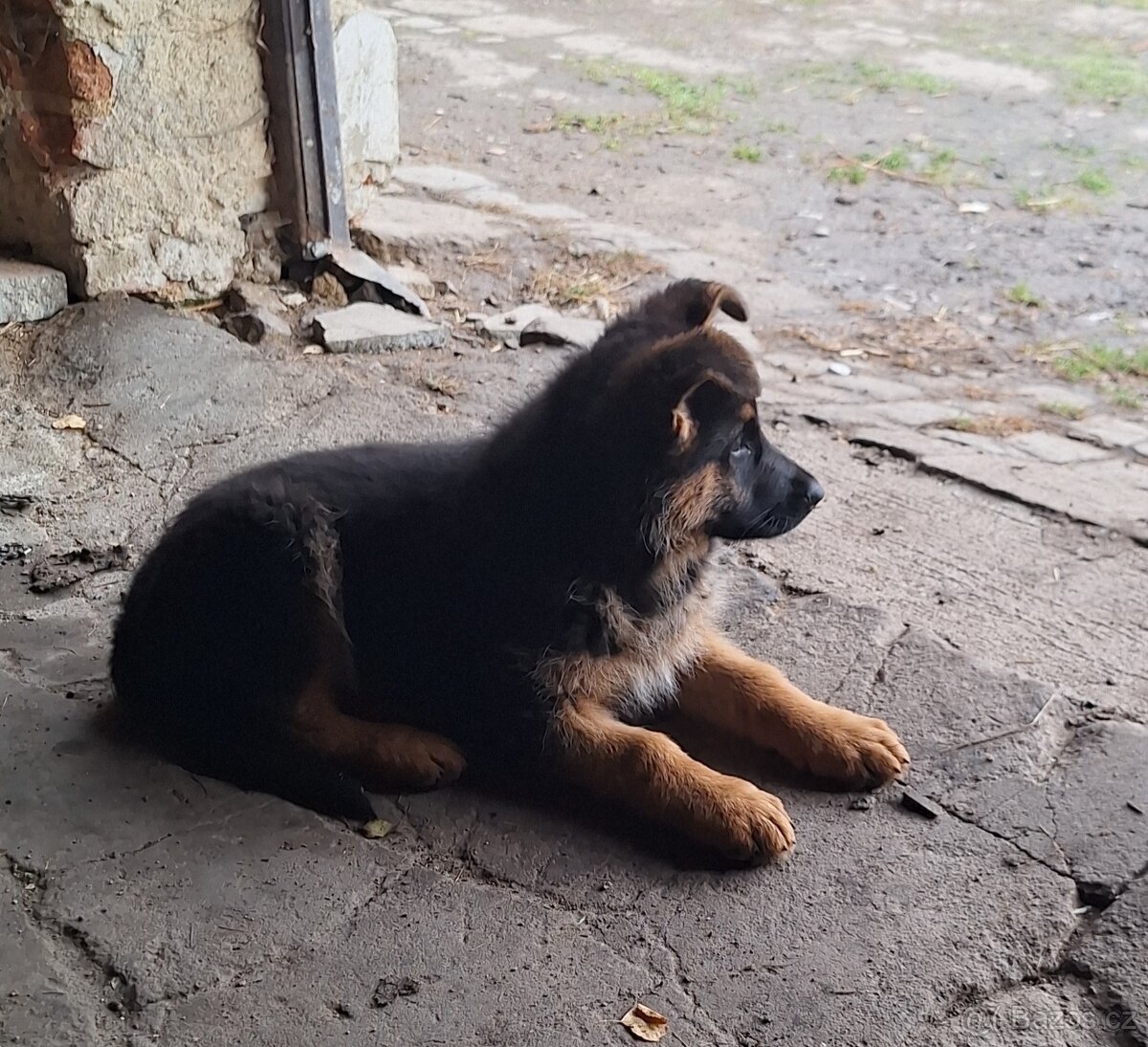 Štěňátko Německého ovčáka - 4