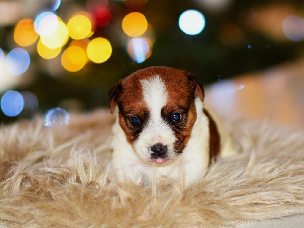 Jack Russel teriér - 4