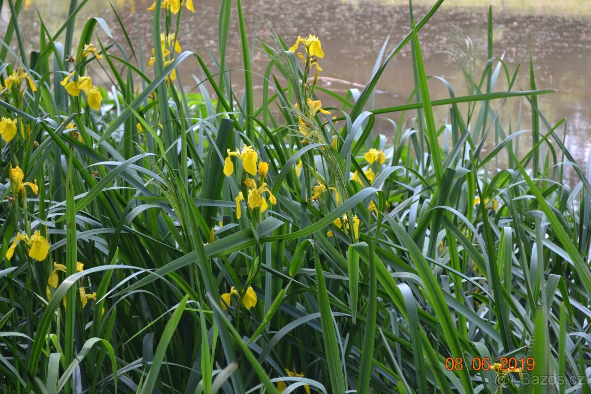 vodní rostliny bahenní rostliny - 4